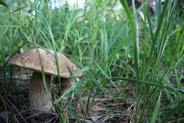 Mushroom in the forest