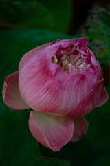 lotus flower