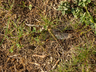 Aeshna juncea. La grande libellule Aeschne des joncs (femelle), à l'affût, se confond aux herbes en adaptant ses couleurs. 