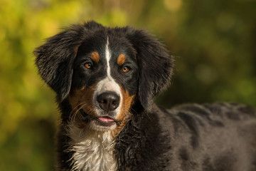 Berner Sennenhund im Garten