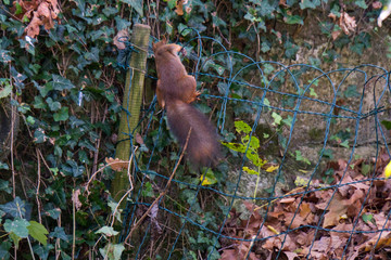 Eichhörnchen