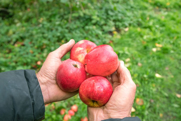 four red delicious apples in the hands of an experienced older farmers, planting and harvest concept