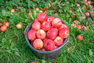 bucket is filled with big appetizing red juicy apples, the concept of planting and harvesting