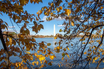Orange and yellow leaves of a cherry tree frame the Washington Monument  in Washington, DC.