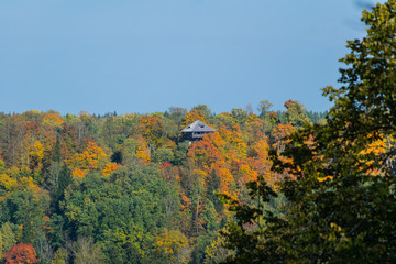 Autumn forest from bird flight.