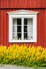 Schwedenhaus, Fenster mit gelben Stauden - 231759956