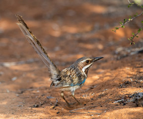 Long Tailed Ground Roller (Uratelornis Chimaera) Standing on the Ground in Spiny Forest Near Ifaty