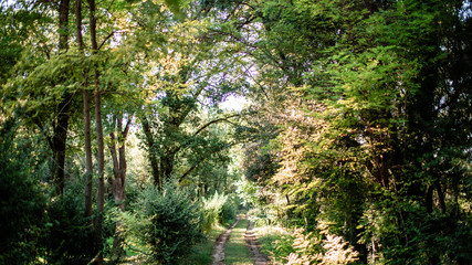 Fototapeta premium Chemin dans la forêt 
