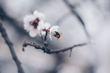 blooming tree in spring close up white flowers buds growing leaves twigs revival of nature