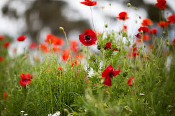 Poppies for Remembrance Day