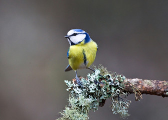 Blue Tit on Branch