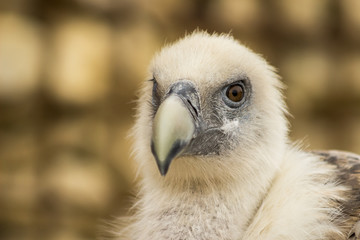 Vautour fauve au zoo de Doué-la-Fontaine