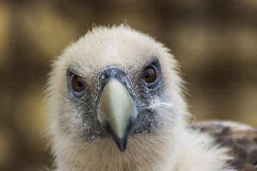 Vautour fauve au zoo de Doué-la-Fontaine