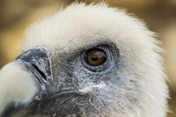 Vautour fauve au zoo de Doué-la-Fontaine