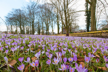 Flowering Early Crocus