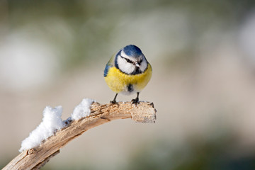 European Blue Tit Perched on a Branch with Snow