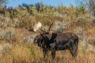 Bull Shiras Moose in Rut in Wyoming in Autumn
