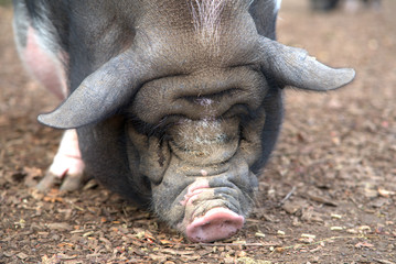 ein Schwein sucht nach Fressen