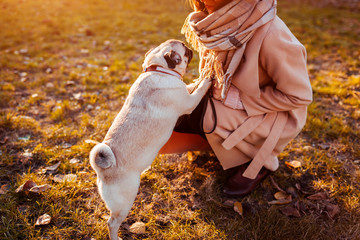 Master walking pug dog in autumn park. Happy puppy jumping on woman's legs. Dog playing