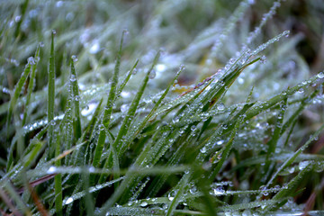 Dew on grass. Water drops on grass. Green natural background