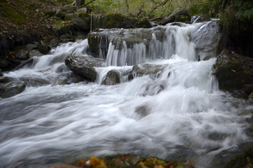 Obraz premium Mountain river in the forest. The concept of water