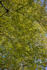 Fototapeta premium Green leaves on trees. Green natural background