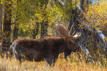Bull Shiras Moose in Rut in Wyoming in Autumn