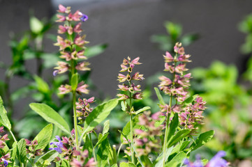 Salvia officinalis evergreen healhty subshrub in bloom, violet purple flowering useful plant