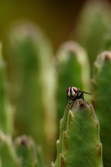 fly on leaf