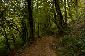 Fototapeta premium Forest road. Forest landscape. Forest natural background