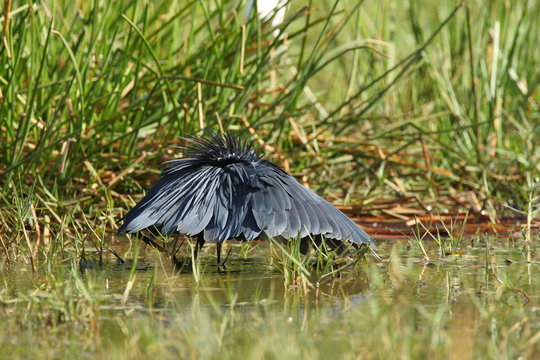 Black Heron Feeding In Swamp Wings Out