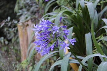 Close Up of Flowers in Autumn
