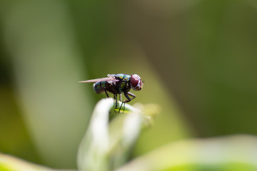 fly