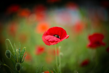 Obraz premium Poppies for Remembrance Day