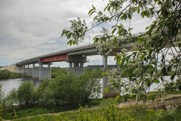bird cherry blossoms.