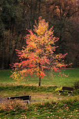 Lonely beautiful autumn tree with dard forest in background and two benches in foreground. Autumn colorful Landscape.