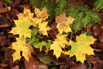 Bright autumn leaves. Abstract the pattern of plant materials. Autumnal colored leaves, maple leaf litter.