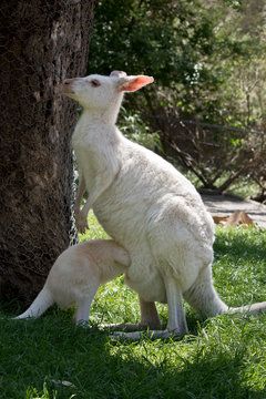 albino Western grey kangaroo with joey suckling from the pouch