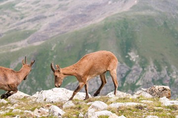Caucasian mountain goat tour. Out in the wild in a natural habitat.