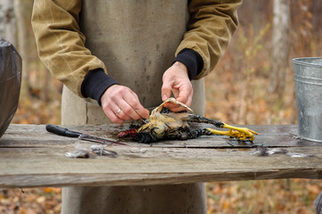 close-up plucking of slaughter chicken with dark feathers and yellow paws