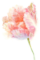 akwarela kwiaty tulipany osobno - 231764594
