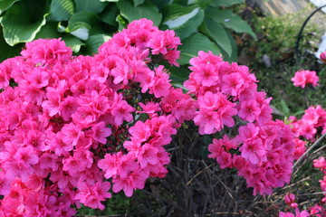 flowers in the garden