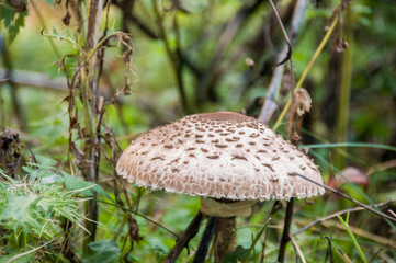 Lepiota brunneoincarnata, also known as the deadly dapperling, a gilled mushroom known to contain amatoxins.