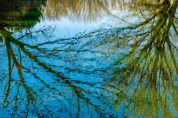 Tree branches reflexion