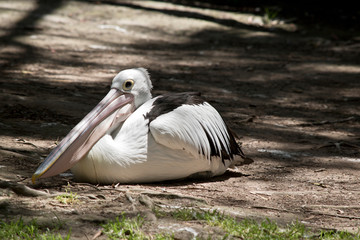 Australian pelican resting in the shade