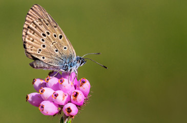 Alcon Blue