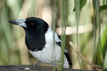 this is a close up of a pied butcher bird