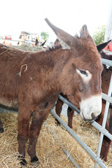 Portrait of brown donkey on farm