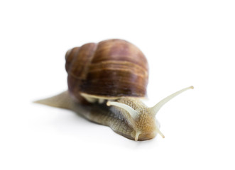 Garden snail isolated on white