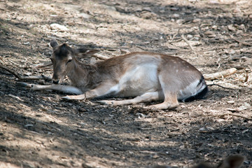 the doe is resting in the shade
